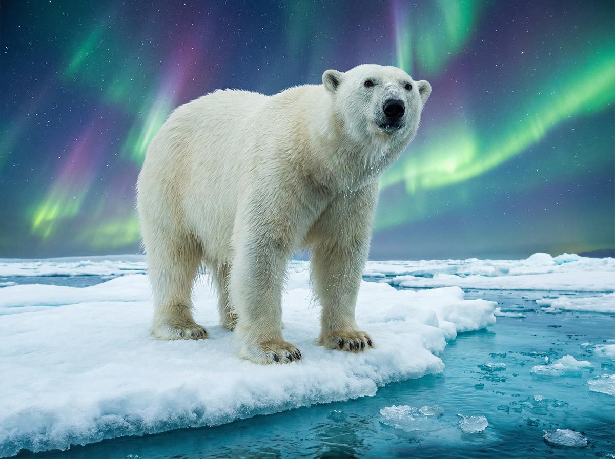 抖阴北极熊视频